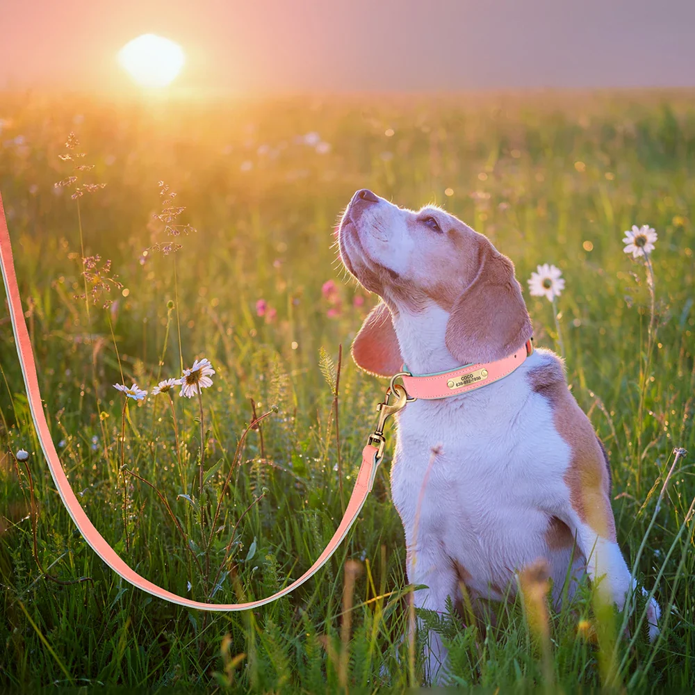 Personalised Dog ID Collar and Leash Set - Image 5