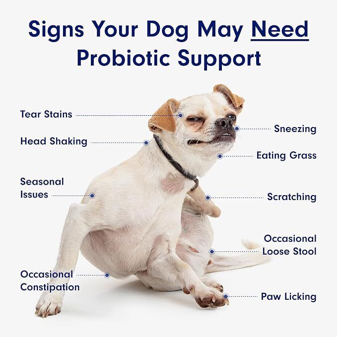 Petlab Co Probiotic Dog Chews Gut Health Support Treats Stop Itchy Skin & Yeast. - Image 4