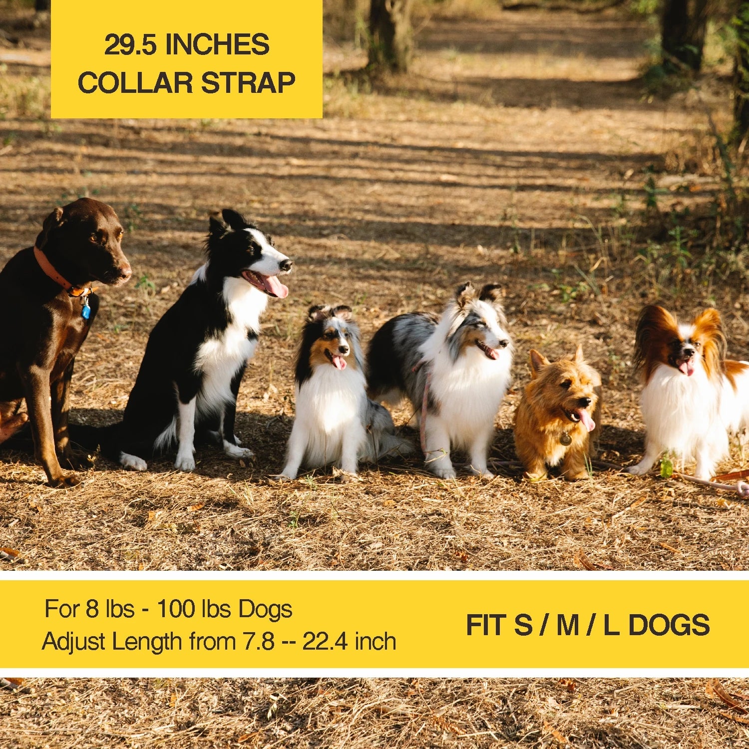 Small Dog Training Collar  - Image 7
